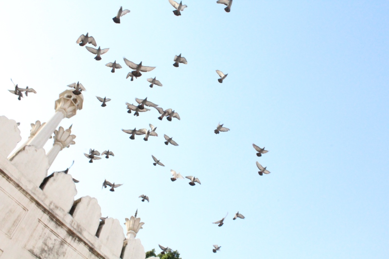 Pigeons fly over the mosque inside the Red Fort,Delhi